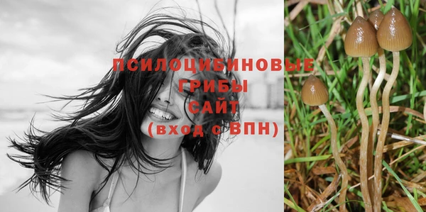 PSILOCYBIN Каменногорск